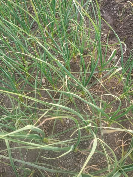 ممكن أعرف الثوم ده
محتاج تسميد إيه ورش إيه